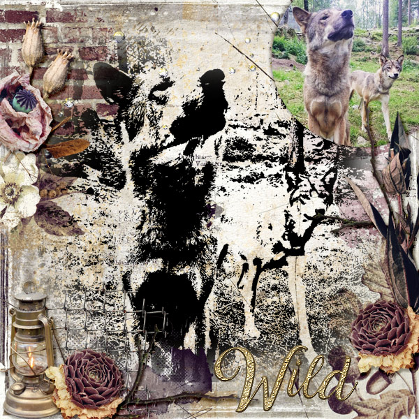 Wild1