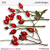 CU Twigs 24 Rosehip