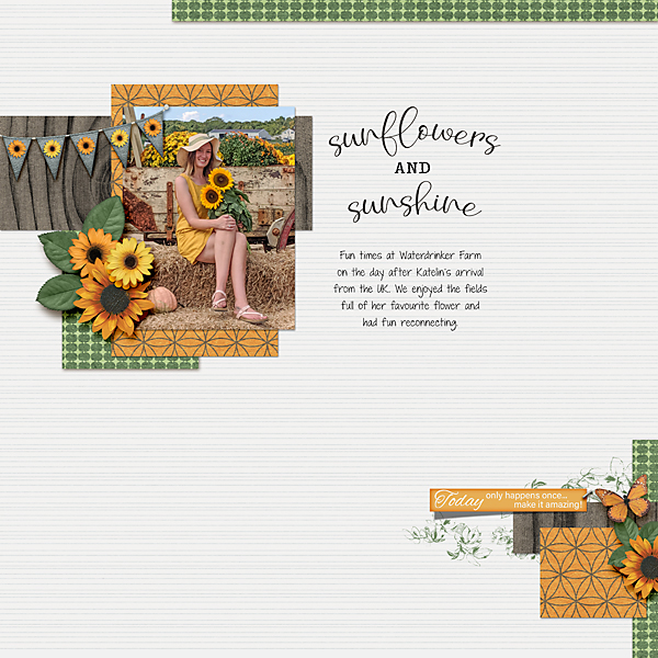 SunflowerHelloAugustdbp06-tem-12x12-13_WEB600.jpg