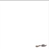 Pin-Tail-CBJ-600.jpg