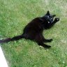 Alifred