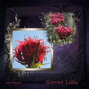 Gymea Lilly