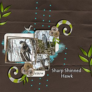 Sharp Shinned Hawk