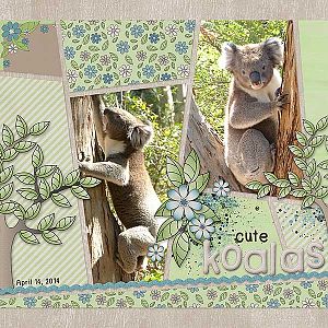 Koala