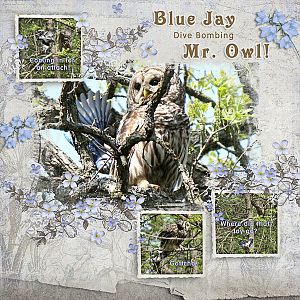 Owl Vs. Blue Jay