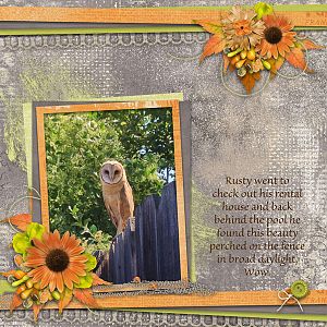 Owl