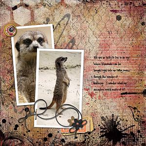 Marvellous Meerkats