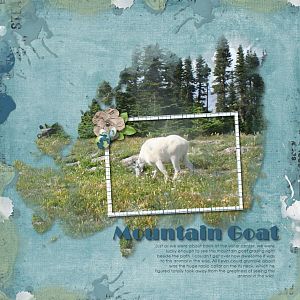 Mountain Goat