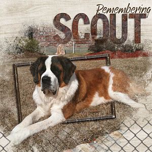 Remembering Scout