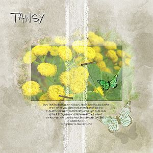 Tansy