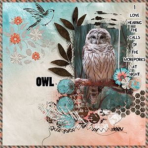 Owl