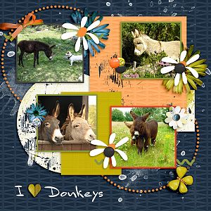 Donkeys