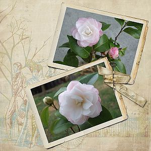 Camellias