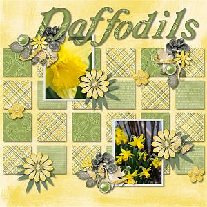 Daffodils