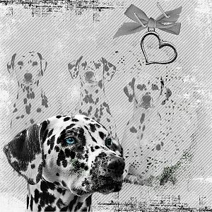 Dalmation Dreams