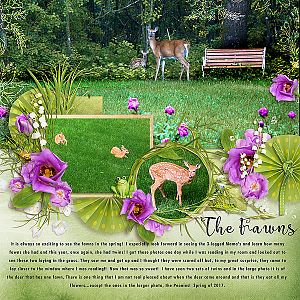 Fawns 2017