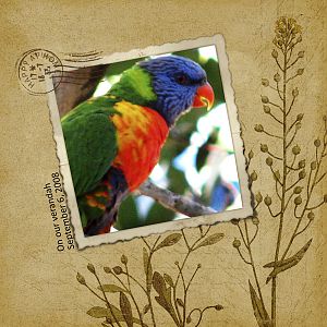 Bully Birds - Lorikeets 1