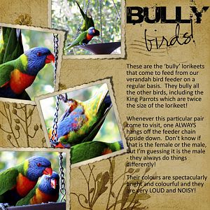 Bully Birds - Lorikeets 2