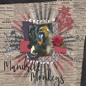 Mandrill Monkeys