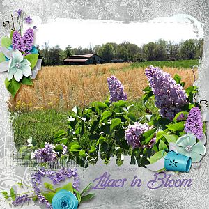 Lilacs in Bloom