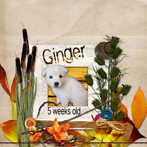 Ginger 5 Weeks