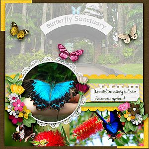 Butterfly Sanctuary