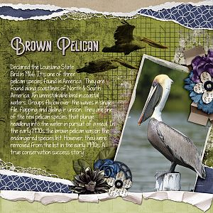 Brown Pelican - Torn/Curled Paper Border Challenge