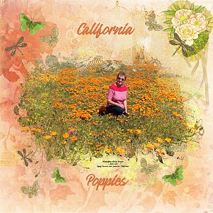 California Poppies