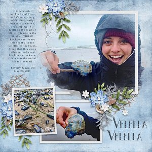 Velella Velella