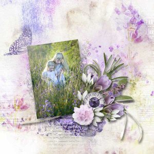 lavender-fields