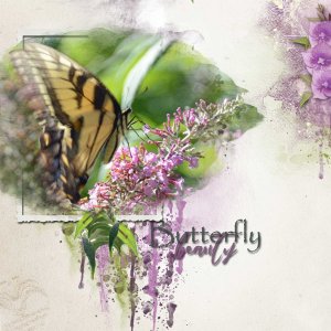 Butterfly Beauty