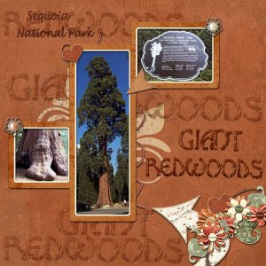 Giant-Redwoods