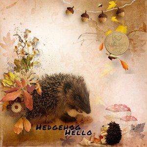 Hedgehog Hello