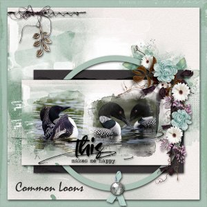 Common Loons