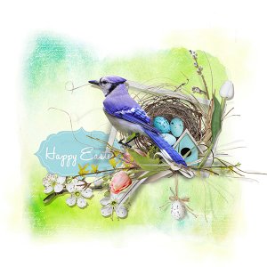 Bluejay-Spring-.jpg