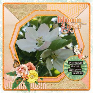 bloom-and-grow.jpg