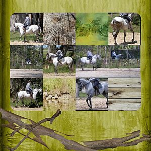 Schooling a young horse