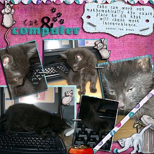 Cat & Computer