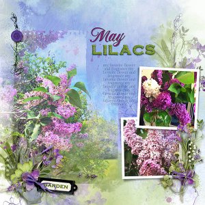 May Lilacs