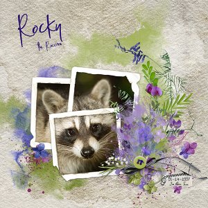 Rocky the Raccoon