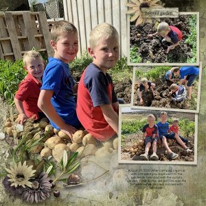 Potato Harvest