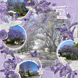 Jacaranda