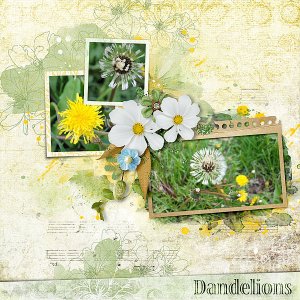 Dandelions