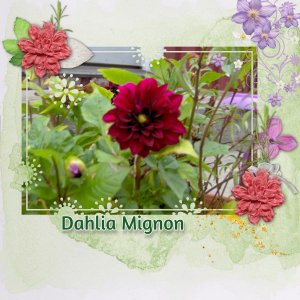 Dahlia mignon.jpg