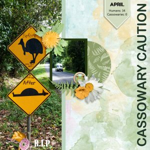 Cassowary Warning