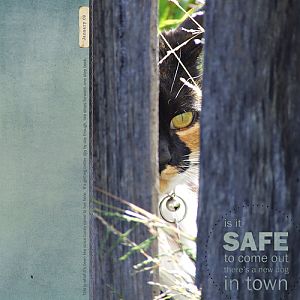 Is it safe to come out