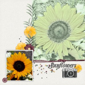 Sunflowers