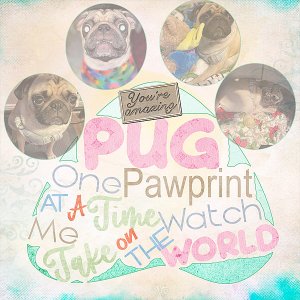 Pug One Pawprint at a time watch me take on the world