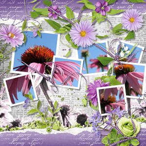 Purple Coneflowers