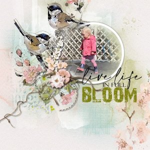 Bloom